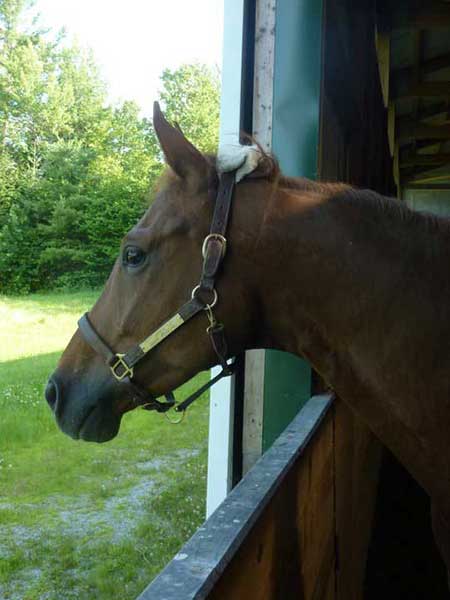 The lovely Doerte looks out of her stall.