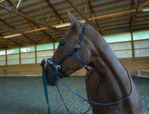 The 12 Step Program for an Equestrian