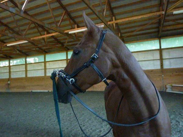 Chestnut Warmblood Mare in a lunging caveson.