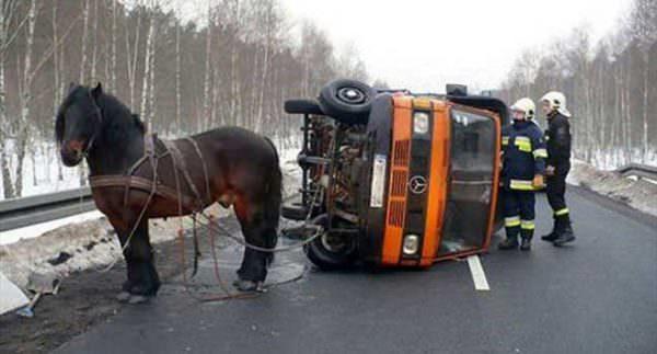 A horse pulling a car stands quietly while the tipped over car is attended to.