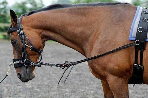 Horse in Side Reins on Lunge Line