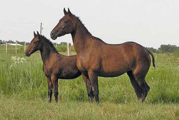 Bald or Extreme Bashkir Curly Horse and foal