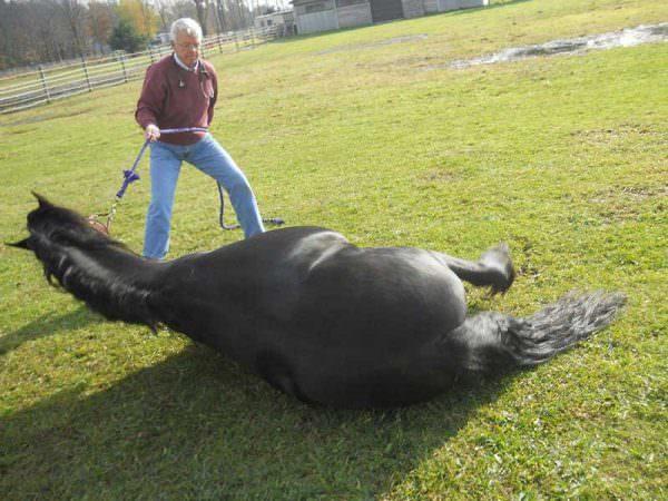 Vet steadies a horse who's being sedated and laying down.
