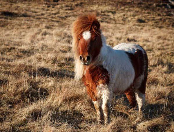 Miniature pinto stallion standing in a grassy field; when equestrians listen to their horse their relationship can see great improvement.