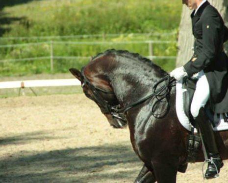 Rollkur hyperflexion of the neck during a warmup for Grand Prix Dressage competition