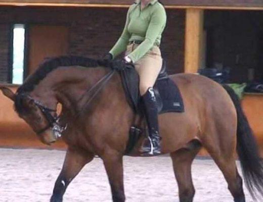 A student of Anky van Grunsven rides her horse in hyperflexion while leaning backwards in the saddle