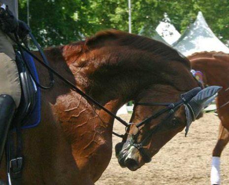 A beautiful chestnut horse is pulled into hyperflexion at the trot