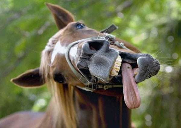 Horse with tongue lolling out of his mouth