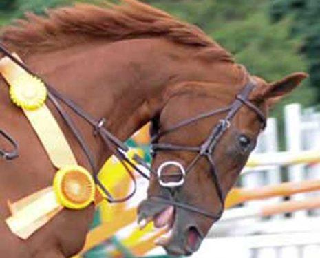Congratulations! This horse won a ribbon by being pulled into an uncomfortable frame of hyperflexion