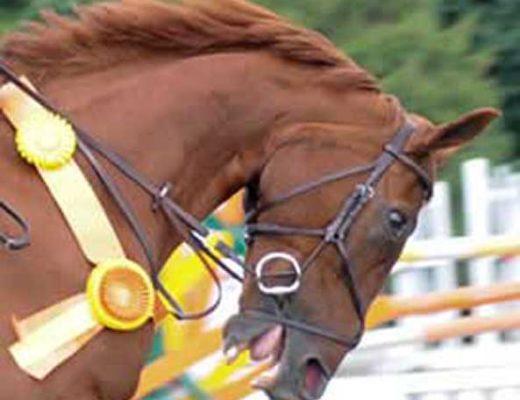 Congratulations! This horse won a ribbon by being pulled into an uncomfortable frame of hyperflexion