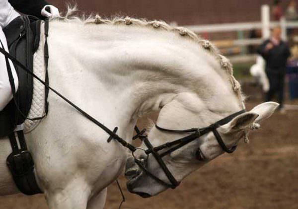 Grey horse is held in hyperflexion at the halt at a horse show