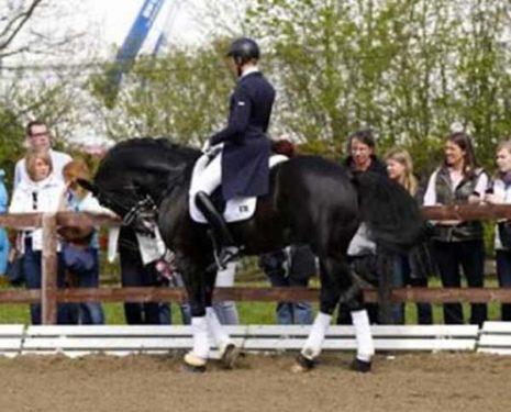 Totilas, considered by many to be the winningest Dressage horse, ridden in rollkur