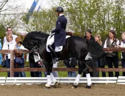 Totilas, considered by many to be the winningest Dressage horse, ridden in rollkur