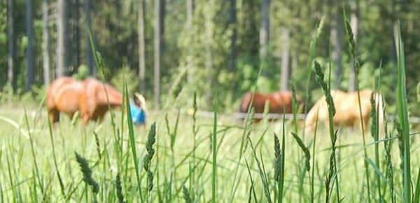 Eco-Friendly horse care is possible when pasture management, water runoff, composting and erosion are consciously adjusted for the needs of horsekeeping.
