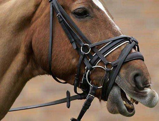 The use of tight nosebands is not only allowed but encouraged in order to gain submission from the horse