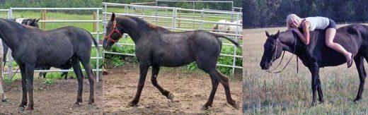 This extreme curly / baldy stallion is passing along both his good and terrible genes to offspring
