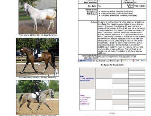 Older broodmares for sale often face a frightening future