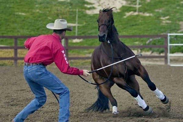 Even professional horse trainers can confuse, frustrate and piss off their horses