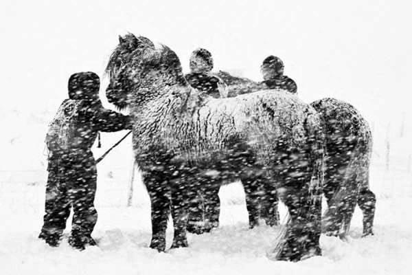 Horses being led in a brutal snowstorm