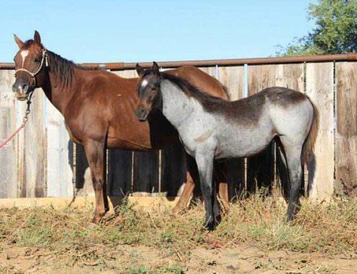 Backyard Breeding is the Blight of the Horse Industry