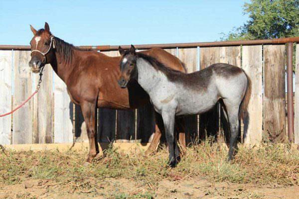 Quarter horse mare and foal showing obvious conformation faults