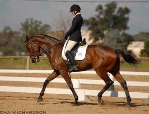 Even a horse who is naturally brilliant can become tense and lose their beauty when the rider relies upon the noseband to hide the mistakes of their hands.