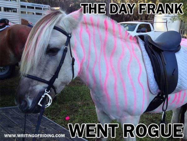 Frank the Fjord appears miserable painted up like a pink zebra