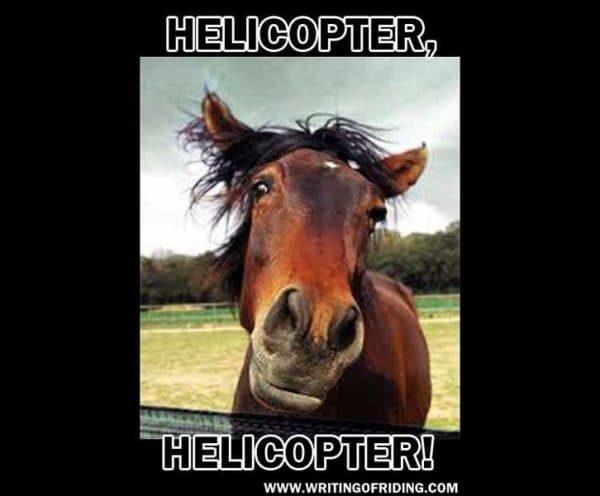 Even horses can do the helicopter dance with their ears