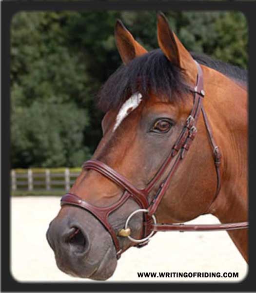 This noseband is more reminiscent of a dog's muzzle for the horse. Fully constricting any opening of the horse's mouth with more accuracy than any flash-style could.