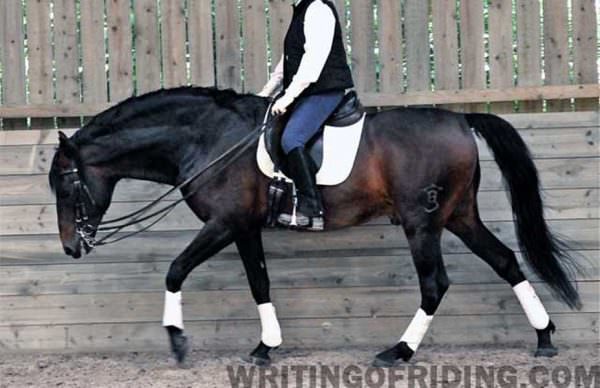 Allowing the horse to stretch his whole body while working helps prevent muscle pain which can lead to behavioral issues as the horse resists the rider requests.
