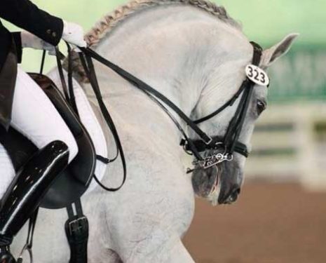 Spanish horses are often ridden overbent as the norm to further dramatize their already dramatic body style. It is still wrong, and stresses the horse to be ridden in this fashion - physically, mentally and emotionally.