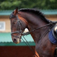 The 'Moment in time' argument to excuse horse abuse is just that, an excuse for horse abuse.