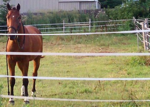 Horses often live in a perpetual no-win situation