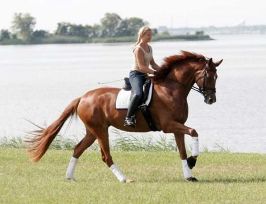 Classical Dressage Inspiration: Visuals for the Week #2