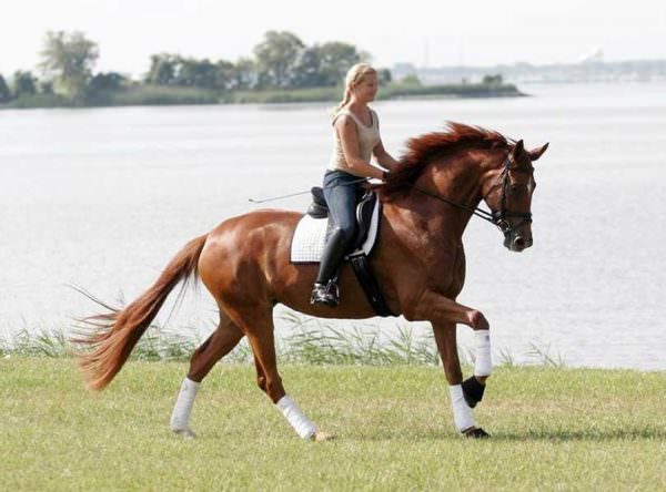 Classical Dressage Inspiration: Visuals for the Week #2 - Writing of Riding