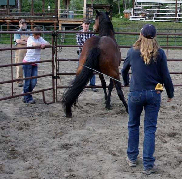 Round penning the horse has nothing to do with "body language"
