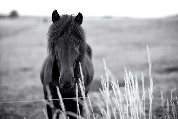 Black pony standing in a wheat field stares at the camera.