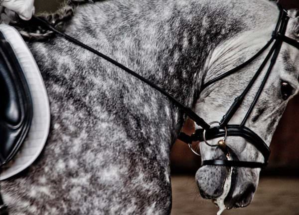 As equestrians, it can be difficult to see just how much we don't know about horses and riding.