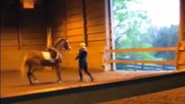 CRA Equestrian Academy Horse Abuse 3