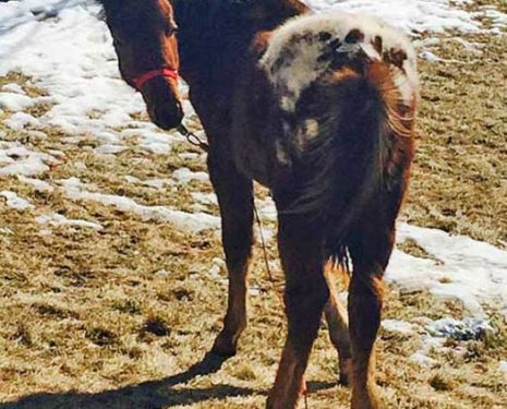 A winter coat does not justify allowing a young horse to lose so much weight.