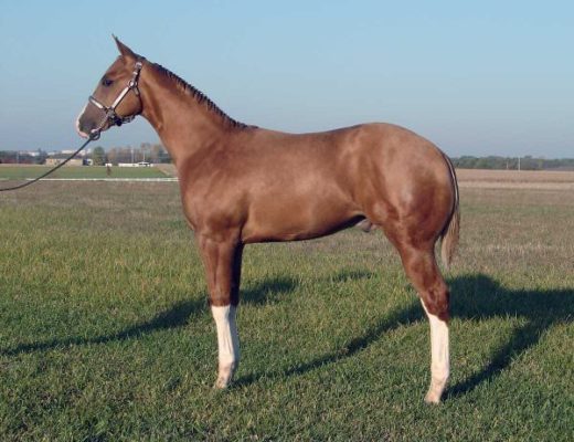 Halter horses are frequently bred with no regard for sound conformation.