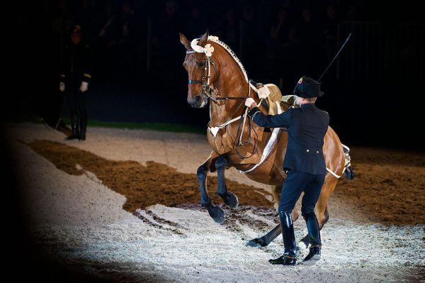 Horse being exhibited by the Cadre Noir School of Horsemanship.