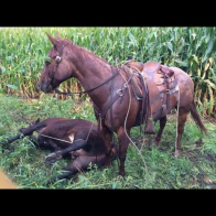 Logan Allen posted an image of his horse standing next to a cow down on the ground with the caption, "God I love this.."