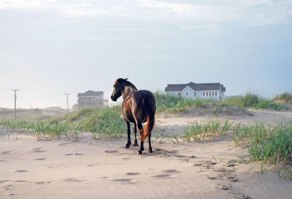 A horse stands alone on the beach, looking unhappy.