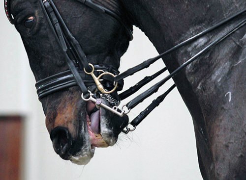 Blue tongue dressage horse scandal.