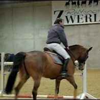 Show Jumpers use hyperflexion/rollkur during a competition warm-up.