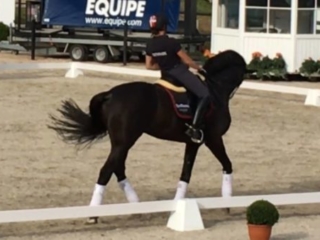 Rollkur aka LDR was on prominent display at the 2016 Falsterbo Horse Show in Sweden, hallmarking the fact that horse abuse is still widely allowed at Dressage competitions.