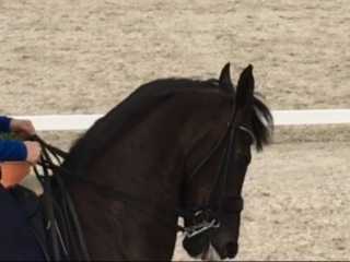 Rollkur aka LDR was on prominent display at the 2016 Falsterbo Horse Show in Sweden, hallmarking the fact that horse abuse is still widely allowed at Dressage competitions.