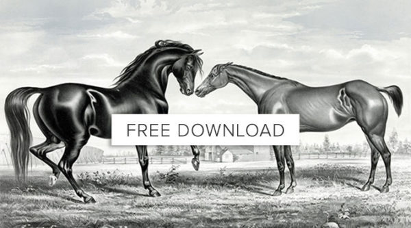 Free download of 19 hard things you need to do to be a successful equestrian list.
