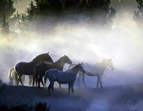 Wild horses stand in the mist of an early morning, huddled closely together.